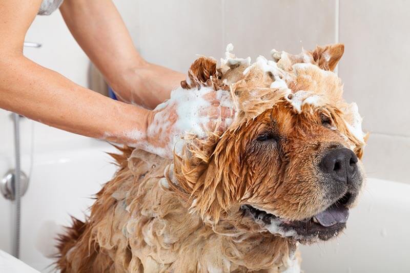 Hund mit Shampoo einschäumen